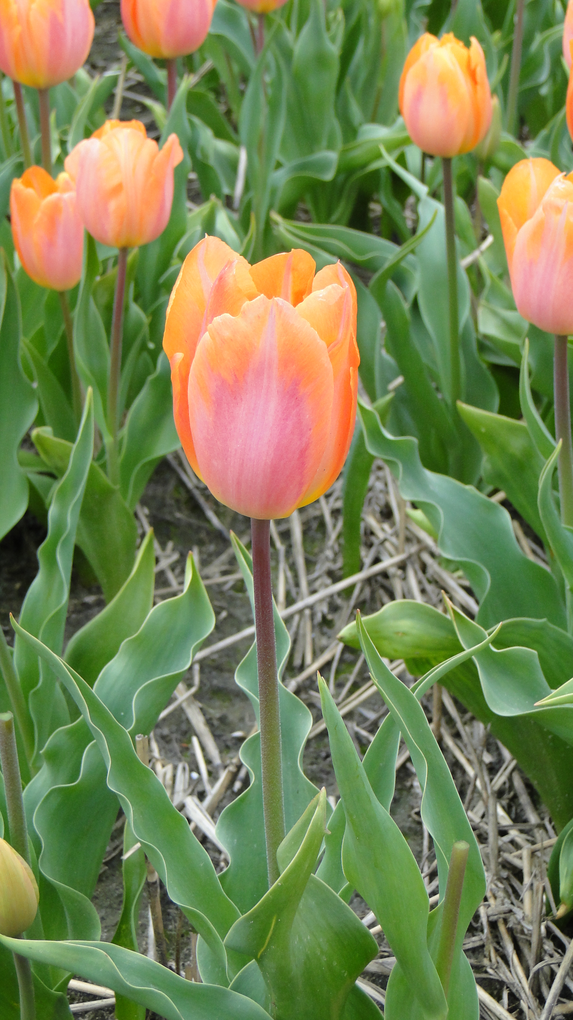 Tulp Bestseller